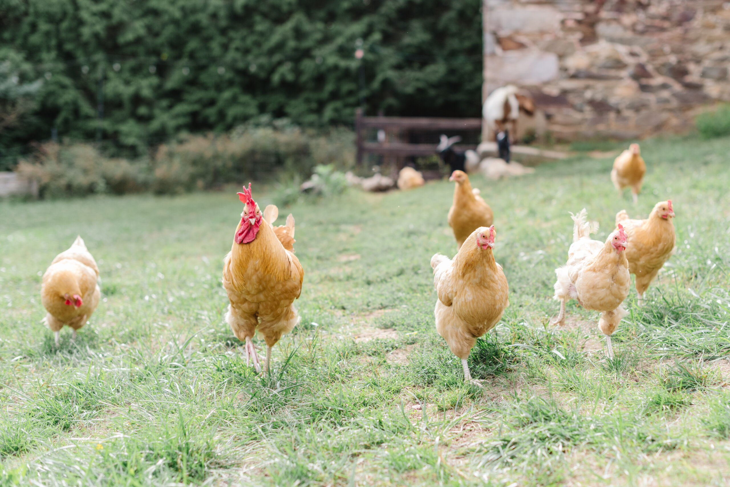 Chickens roam Ballenger Farm, a beautiful place for family photos in Northern Virginia